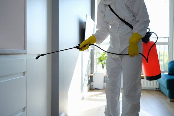 Best Commercial Mold Remediation in USA